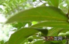 山胡椒泡酒的功效与作用 山花椒泡酒有什么功效