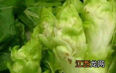 儿菜怎么做好吃简单 儿菜怎么做好吃