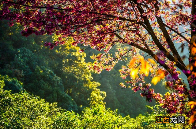 枫叶红时二月花的意思是什么 枫叶红时