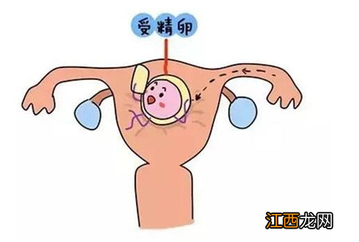 卵泡多久成熟排出体外 卵泡在体内存活多长时间