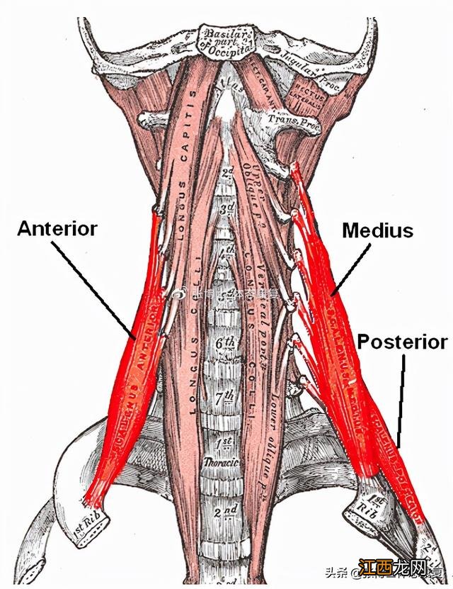 按摩脖子的手法有哪些 按摩脖子的手法