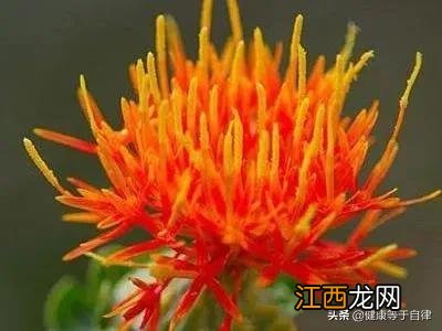 藏红花能降血压吗 藏红花的主要功效