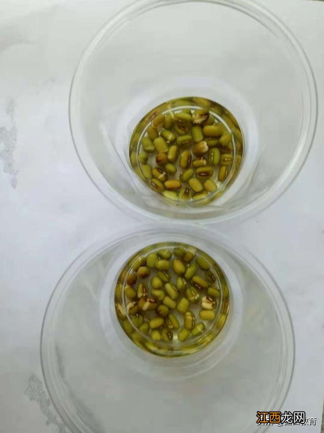 豆芽生长日记400字作文四年级 豆芽生长日记