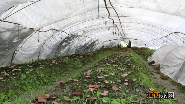 灵芝提高男性性功能吗 椴木灵芝孢子粉的功效