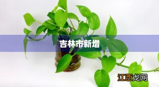 吉林市新增本土无症状545例 吉林市新增