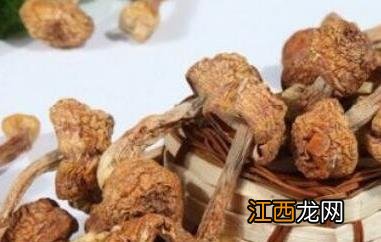 干姬松茸的功效与作用 干姬松茸的功效与作用是什么
