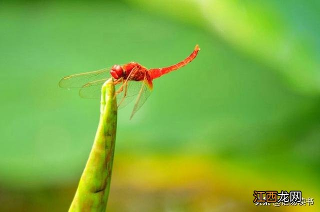 唐诗小池一首全文带拼音 唐诗小池