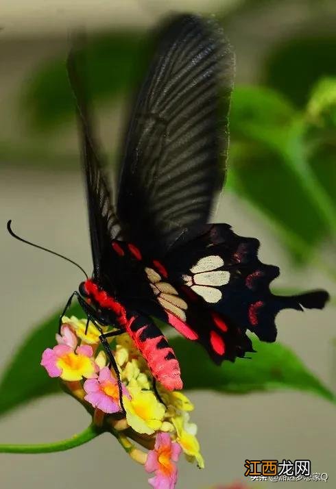 七彩蝴蝶真实图片 七彩蝴蝶
