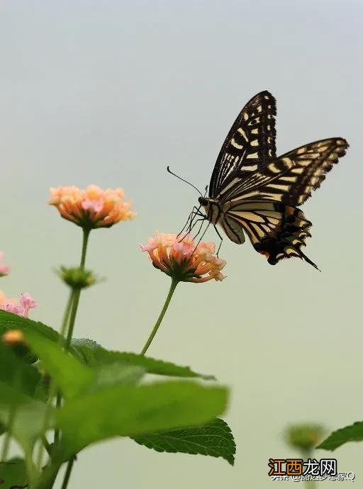 七彩蝴蝶真实图片 七彩蝴蝶