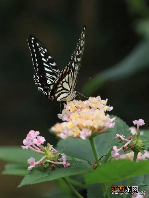 七彩蝴蝶真实图片 七彩蝴蝶