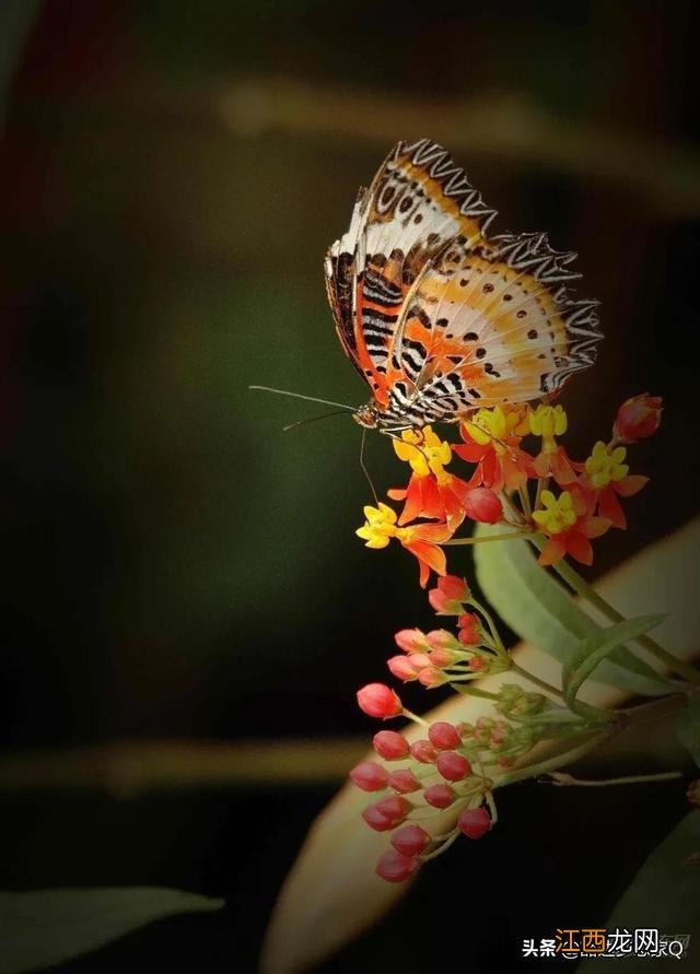 七彩蝴蝶真实图片 七彩蝴蝶