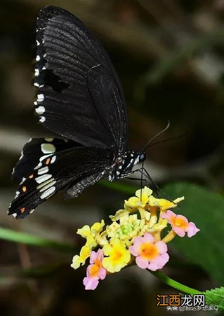 七彩蝴蝶真实图片 七彩蝴蝶