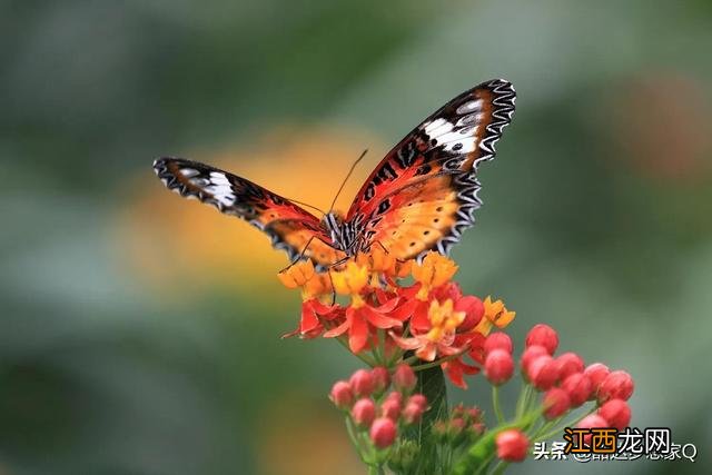 七彩蝴蝶真实图片 七彩蝴蝶