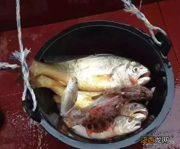 小黄鱼是淡水鱼还是海水鱼? 黄鱼是淡水鱼还是海水鱼