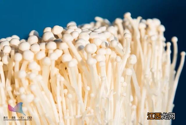 金针菇可以生吃吗热水烫烫可以吃吗 金针菇可以生吃吗