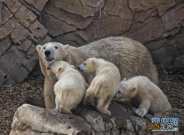 三只小熊韩语谐音 三只小熊