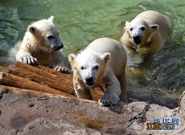 三只小熊韩语谐音 三只小熊