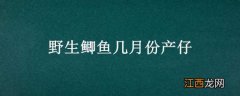 野生鲫鱼产子时间 野生鲫鱼几月份产仔