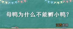 母鸭为什么不能孵小鸭子 母鸭为什么不能孵小鸭