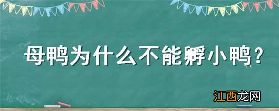 母鸭为什么不能孵小鸭子 母鸭为什么不能孵小鸭