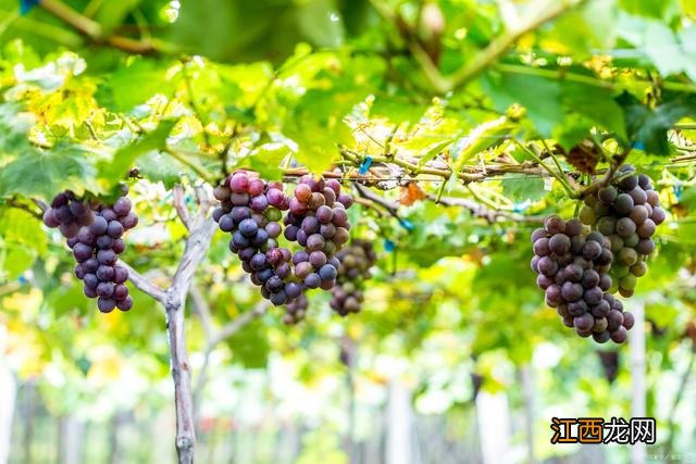 季节水果每个月份表 季节水果