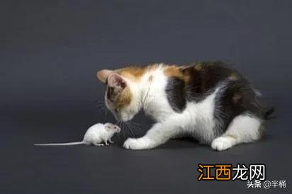 猫捉老鼠图片ppt 猫捉老鼠图片