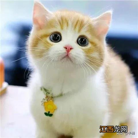 猫捉老鼠图片ppt 猫捉老鼠图片