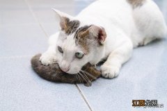 猫和老鼠 小猫抓老鼠