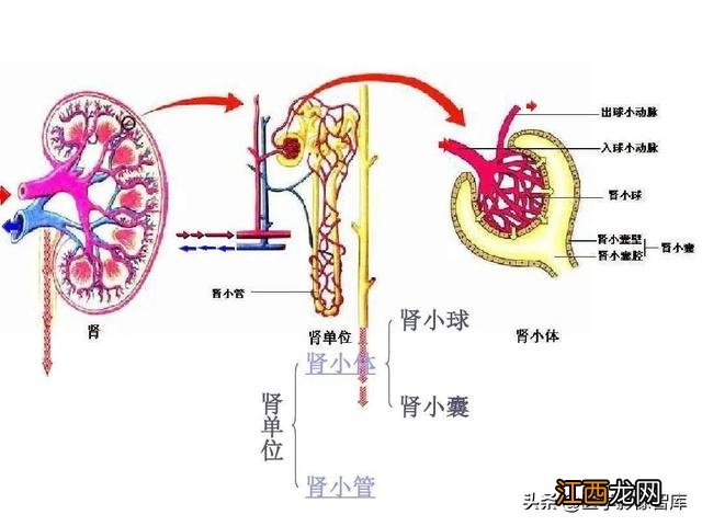 肾脏在人体那个位置图片 肾脏在人体的位置图片