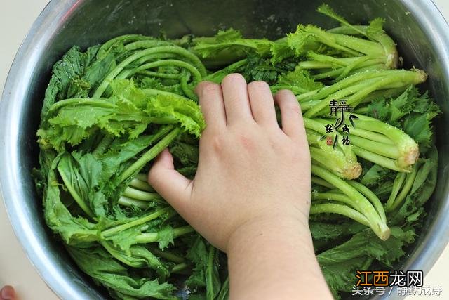 雪里红咸菜为什么有黄色和绿色 雪里红咸菜