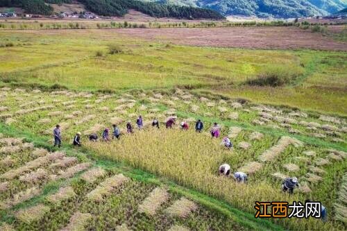 稻子图片大全大图 稻子图片大全