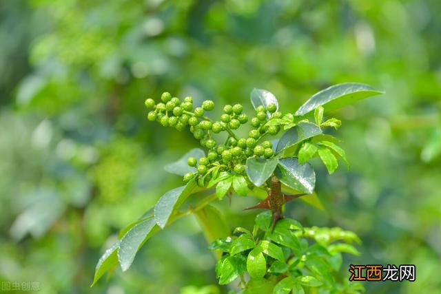 花椒里的黑籽用途,喂鸡 花椒里的黑籽用途