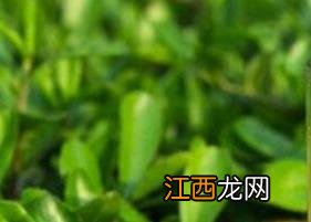 茶多酚的副作用与禁忌 茶多酚的功效与作用及禁忌