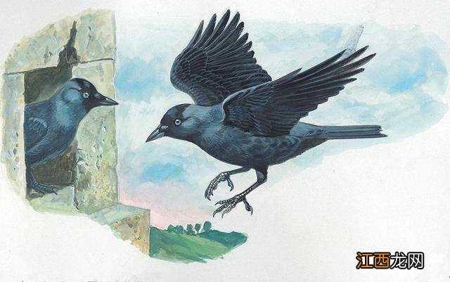 动物的故事怎么画 动物的故事