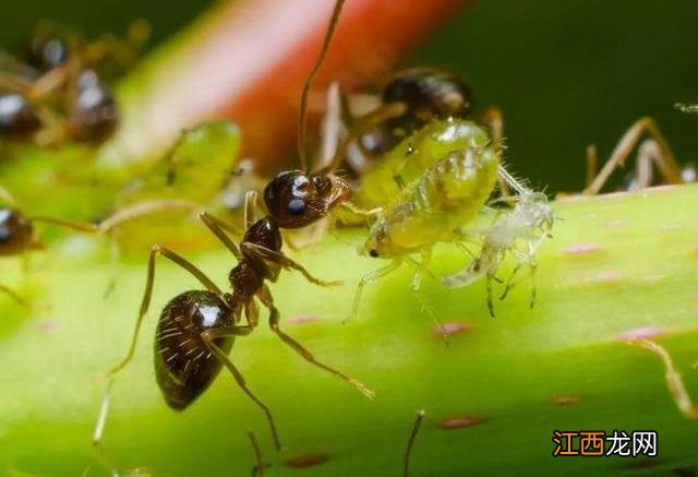 如何消除飞蚂蚁 飞蚂蚁怎么消除