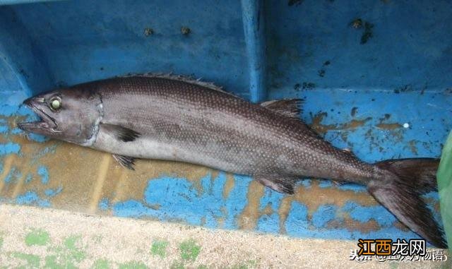 鳕鱼是海鱼吗图片 鳕鱼是海鱼吗