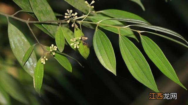 桂皮是什么树的皮图片 桂皮是什么树的皮