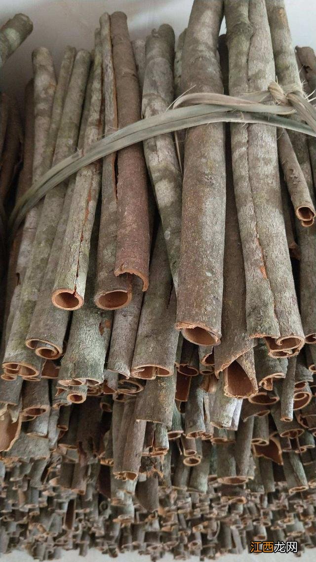 桂皮是什么树的皮图片 桂皮是什么树的皮