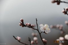 大林寺桃花古诗带拼音打印版 大林寺桃花古诗带拼音