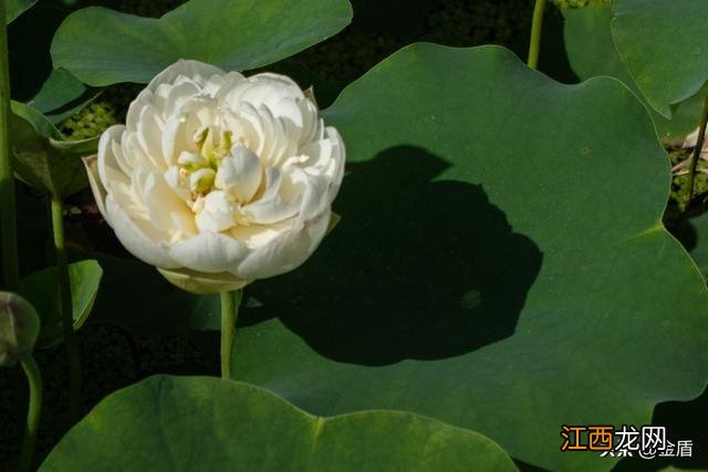 荷花作文200字左右初中 荷花作文200字