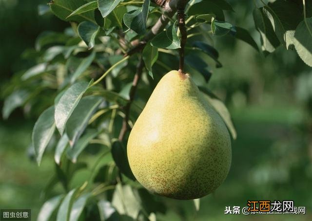 便秘可以吃什么调理 便秘可以吃什么