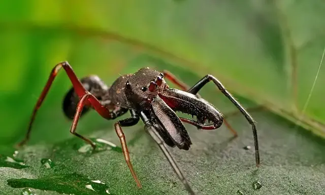 蚂蚁蜘蛛是昆虫吗 蚂蚁蜘蛛