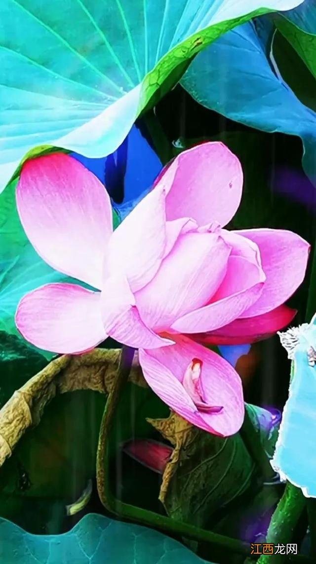 珍惜你的女人是什么歌 珍惜你的女人