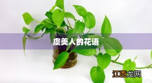 鸢尾花 虞美人的花语