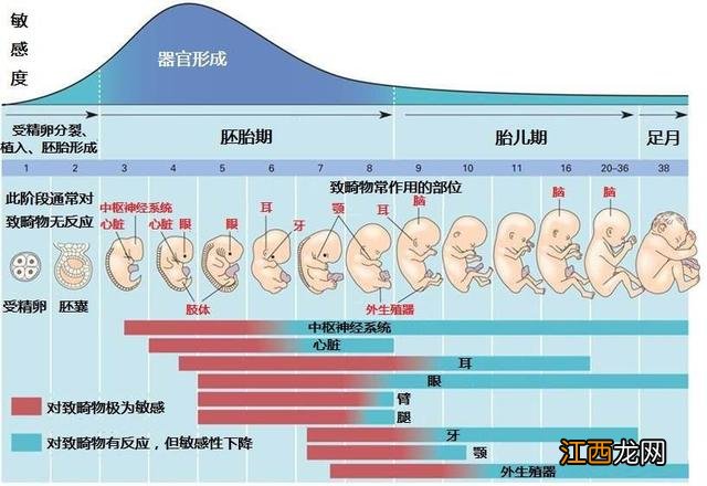 怀孕40天b超能看到吗 怀孕40