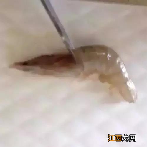 鱿鱼花刀切法图解视频 鱿鱼花刀切法图解