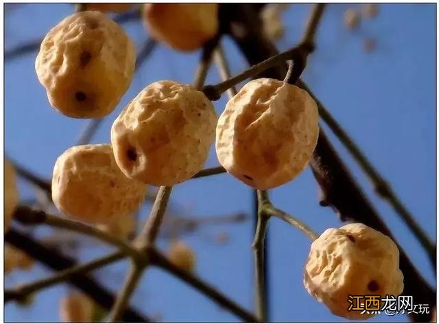 男人吃活珠子能壮阳吗 男人吃活珠子壮阳