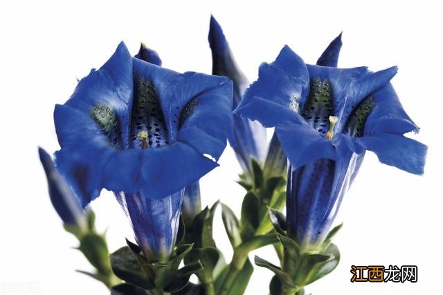 中华秘方持久不泄 民间秘方一夜不泄