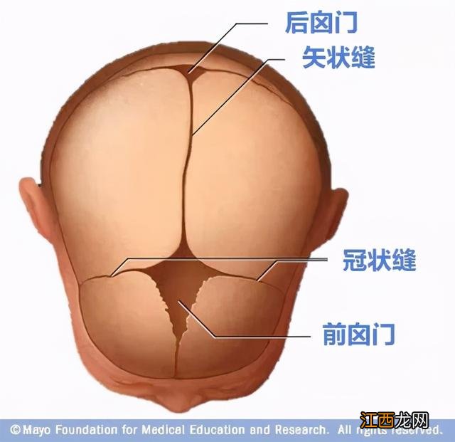 宝宝卤门是哪个位置 卤门是哪个位置