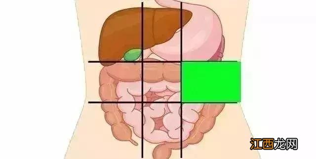 胰腺在腹部的位置 胰腺在腹中的位置图